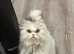 Longhair Scottish Fold babies