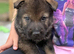 Elite KC Registered Dark Sable Czech Working Line German Shepherd Puppies