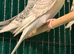 Beautiful 9 week old budgies available