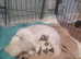 Malshipoo 1 Girl and 1 Boy left