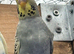 Young budgies