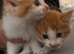 Beautiful kittens