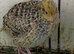 Japanese quails