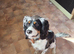 Cookie needs a new home