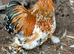 Beautiful Cockerell pekin