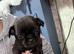 Pug cross