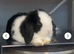 Mini lop female