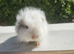 Baby swiss guinea pigs