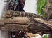 CB23 Male Leachianus Gecko (Bayonnaise)