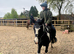 Looking for a loan horse near Brackley