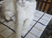 Purebred Ragdoll female cat