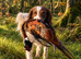 English Springer Spaniel Puppies