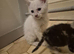 Beautiful female blue & green kitten looking for new forever home