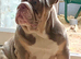 7 months old English bulldog girl