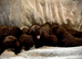 Chocolate Labrador Puppies