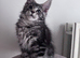 Xxl Male Maine coon active