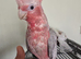 10-Week-Old Female Galah Cockatoo – Very Tame