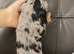 Stunning Silver Grey Dapple Dachshunds