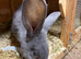 Continental giant rabbit Benjamin