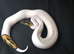 High Pied Ball Python 85%