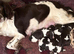 Stunning springer spaniel  pups