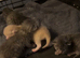 Rag doll kittens