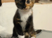Two female kittens for sale