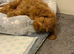 cockapoo
