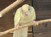 3 Kakarikis for sale, Redditch