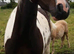 15hh skewbald mare