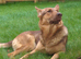 Beautiful German Shepherd