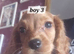 8 adorable puppies