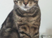 Large Black Tabby Male