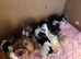 Purebred Biewer Terrier Puppies