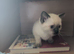 Siamese cross Ragdoll kittens & Black/ white kittem