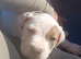American bulldog
