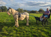 Ride and drive mare