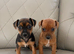 Adorable Jack Russell puppies
