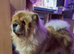 4yr old chow chow female