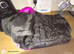 Dogs coat forfemale dog