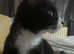 1 kitten