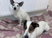 Adorable Jack Russell puppies