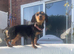 Dachshund/ Yorkie needs new home