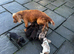 Cocker spaniel puppies