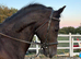 Super Welsh D gelding