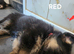 Long haired German shepherd