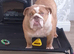 Female English Bulldog