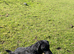 Labrador