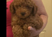 Miniature fox red poodle