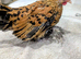 2x Sablepoot cockerels